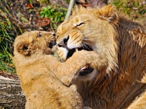 Preview wallpaper lions, couple, games, baby, care