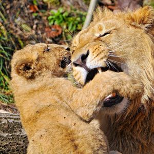 Preview wallpaper lions, couple, games, baby, care