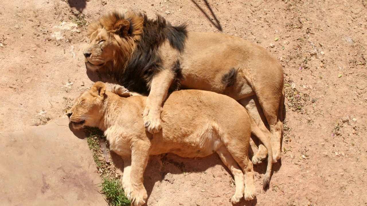 Wallpaper lions, couple, lioness, lion, sleeping, lying