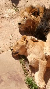 Preview wallpaper lions, couple, lioness, lion, sleeping, lying