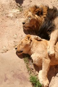 Preview wallpaper lions, couple, lioness, lion, sleeping, lying