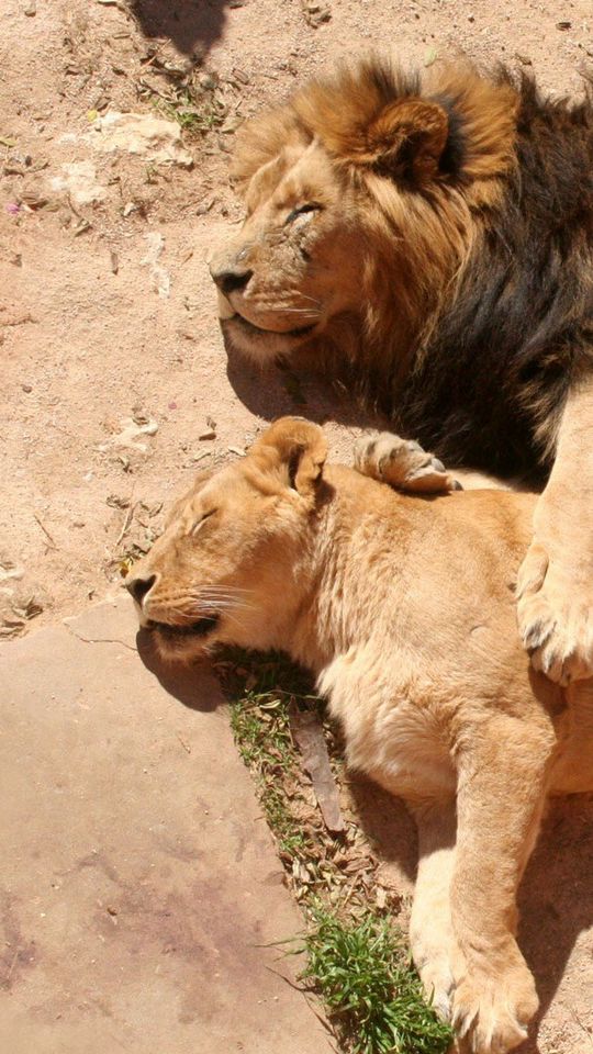 Download Wallpaper 540x960 Lions Couple Lioness Lion Sleeping Lying Samsung Galaxy S4 Mini Microsoft Lumia 535 Philips Xenium Lg L90 Htc Sensation Hd Background