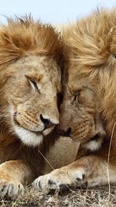 Preview wallpaper lions, couple, mane, lie