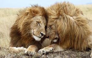 Preview wallpaper lions, couple, mane, lie