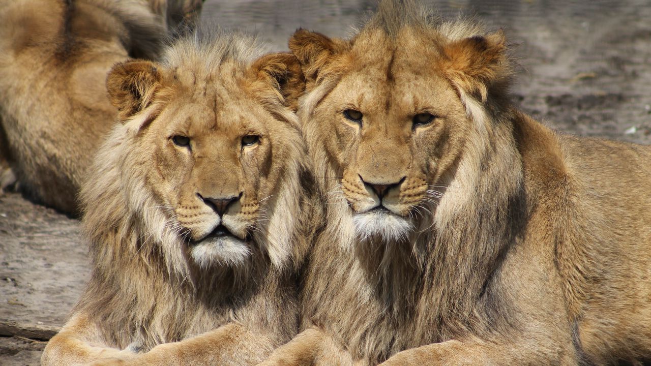 Wallpaper lions, couple, predators