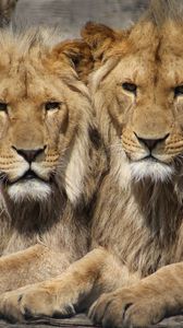 Preview wallpaper lions, couple, predators
