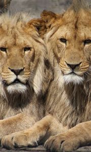 Preview wallpaper lions, couple, predators