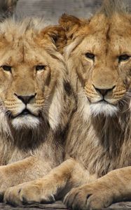 Preview wallpaper lions, couple, predators