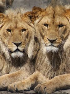 Preview wallpaper lions, couple, predators