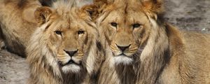 Preview wallpaper lions, couple, predators