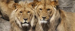 Preview wallpaper lions, couple, predators