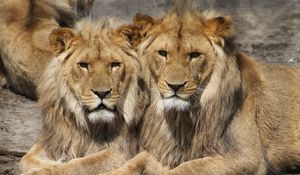 Preview wallpaper lions, couple, predators