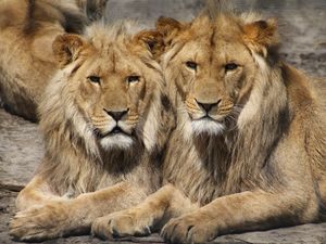 Preview wallpaper lions, couple, predators