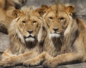 Preview wallpaper lions, couple, predators