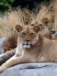 Preview wallpaper lions, couple, stones, lying, grass