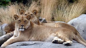 Preview wallpaper lions, couple, stones, lying, grass