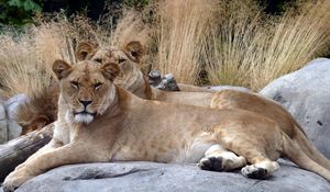 Preview wallpaper lions, couple, stones, lying, grass