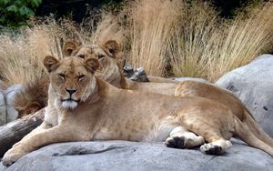 Preview wallpaper lions, couple, stones, lying, grass