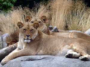 Preview wallpaper lions, couple, stones, lying, grass