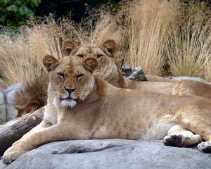 Preview wallpaper lions, couple, stones, lying, grass