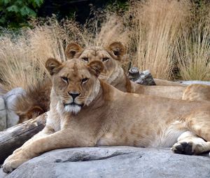 Preview wallpaper lions, couple, stones, lying, grass