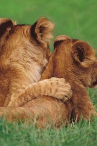 Preview wallpaper lions, couple, young, grass, lie