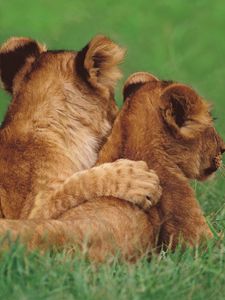 Preview wallpaper lions, couple, young, grass, lie