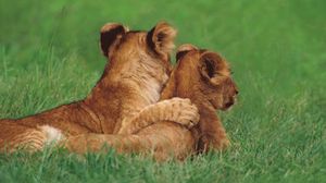 Preview wallpaper lions, couple, young, grass, lie