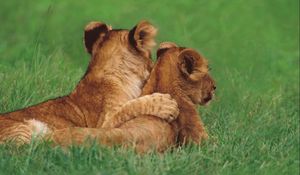 Preview wallpaper lions, couple, young, grass, lie