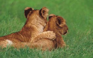 Preview wallpaper lions, couple, young, grass, lie