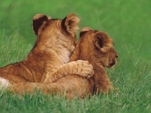 Preview wallpaper lions, couple, young, grass, lie