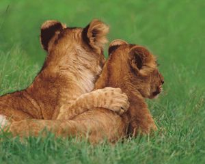 Preview wallpaper lions, couple, young, grass, lie