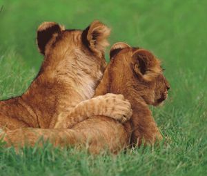 Preview wallpaper lions, couple, young, grass, lie