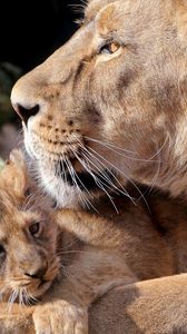 Preview wallpaper lions, cub, care