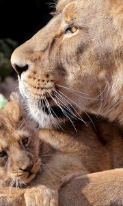 Preview wallpaper lions, cub, care