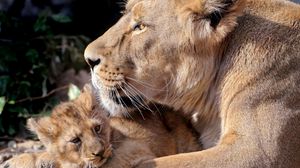 Preview wallpaper lions, cub, care