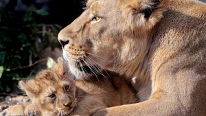 Preview wallpaper lions, cub, care