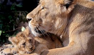 Preview wallpaper lions, cub, care