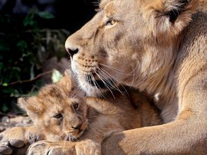 Preview wallpaper lions, cub, care