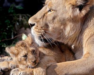 Preview wallpaper lions, cub, care