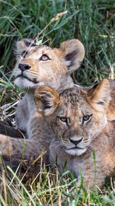 Preview wallpaper lions, cubs, animals, savanna, grass, predators, wildlife