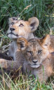 Preview wallpaper lions, cubs, animals, savanna, grass, predators, wildlife