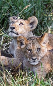 Preview wallpaper lions, cubs, animals, savanna, grass, predators, wildlife
