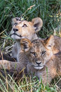 Preview wallpaper lions, cubs, animals, savanna, grass, predators, wildlife