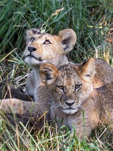 Preview wallpaper lions, cubs, animals, savanna, grass, predators, wildlife
