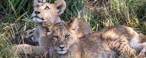 Preview wallpaper lions, cubs, animals, savanna, grass, predators, wildlife