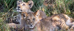 Preview wallpaper lions, cubs, animals, savanna, grass, predators, wildlife
