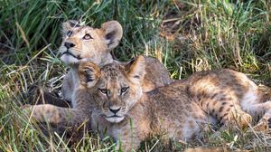 Preview wallpaper lions, cubs, animals, savanna, grass, predators, wildlife