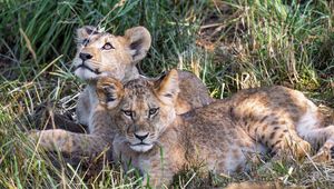 Preview wallpaper lions, cubs, animals, savanna, grass, predators, wildlife