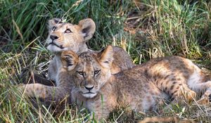 Preview wallpaper lions, cubs, animals, savanna, grass, predators, wildlife
